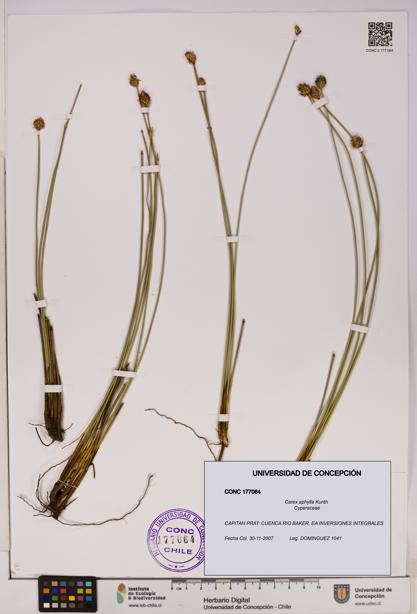 Carex aphylla [Espécimen: UDEC:CONC:0177064]