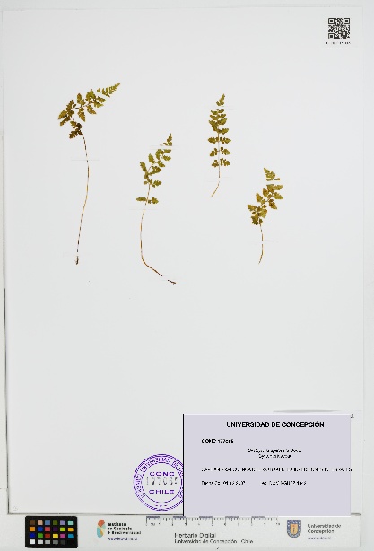 Cystopteris apiiformis [Espécimen: UDEC:CONC:0177065]