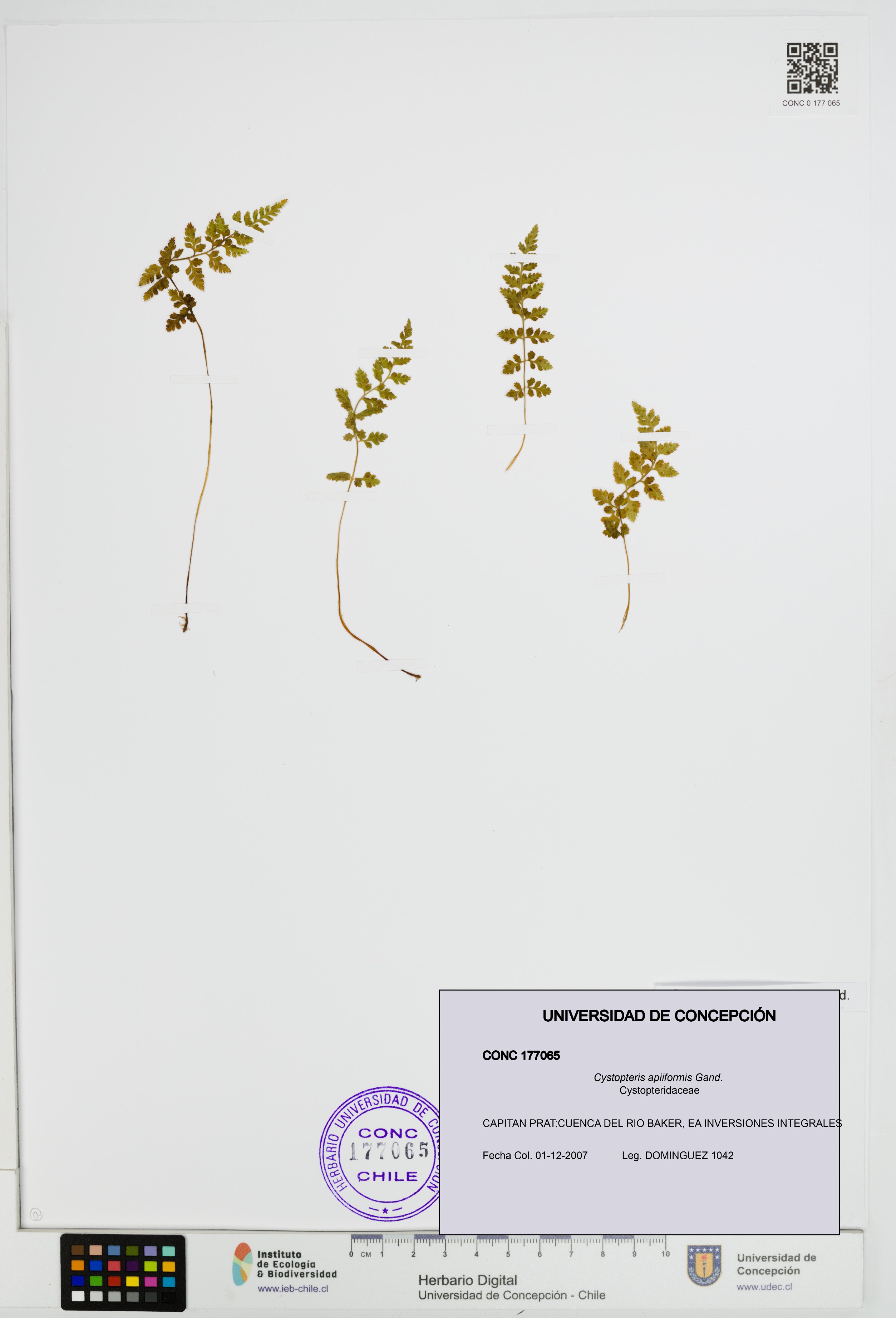 Cystopteris apiiformis [Espécimen: UDEC:CONC:0177065]