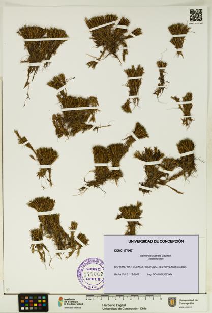 Gaimardia australis [Espécimen: UDEC:CONC:0177067]