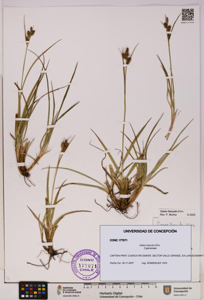 Carex fuscula [Espécimen: UDEC:CONC:0177071]