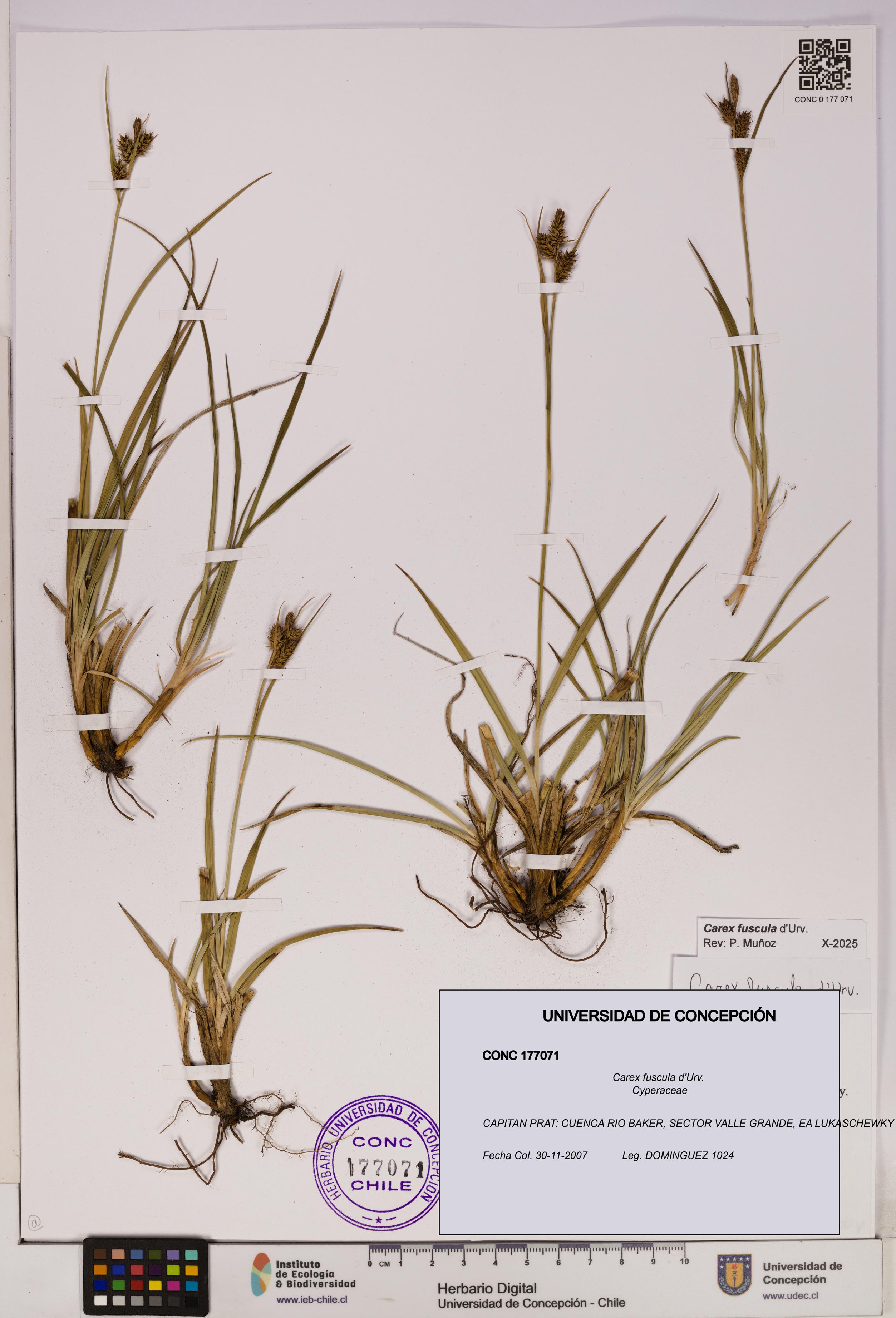 Carex fuscula [Espécimen: UDEC:CONC:0177071]