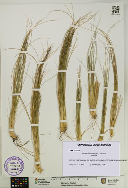 Nassella laevissima [Espécimen: UDEC:CONC:0177072]
