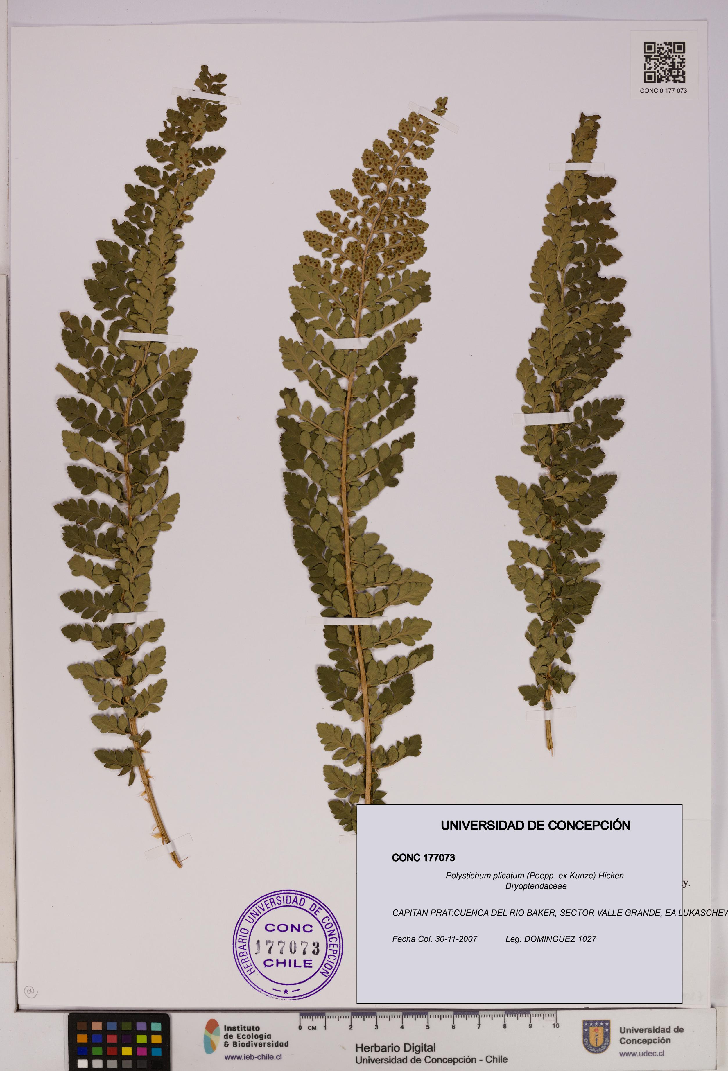Polystichum plicatum [Espécimen: UDEC:CONC:0177073]