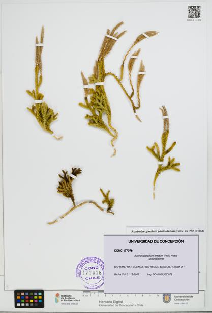 Austrolycopodium erectum [Espécimen: UDEC:CONC:0177078]
