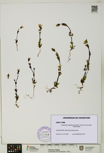 Gentianella magellanica [Espécimen: UDEC:CONC:0177085]