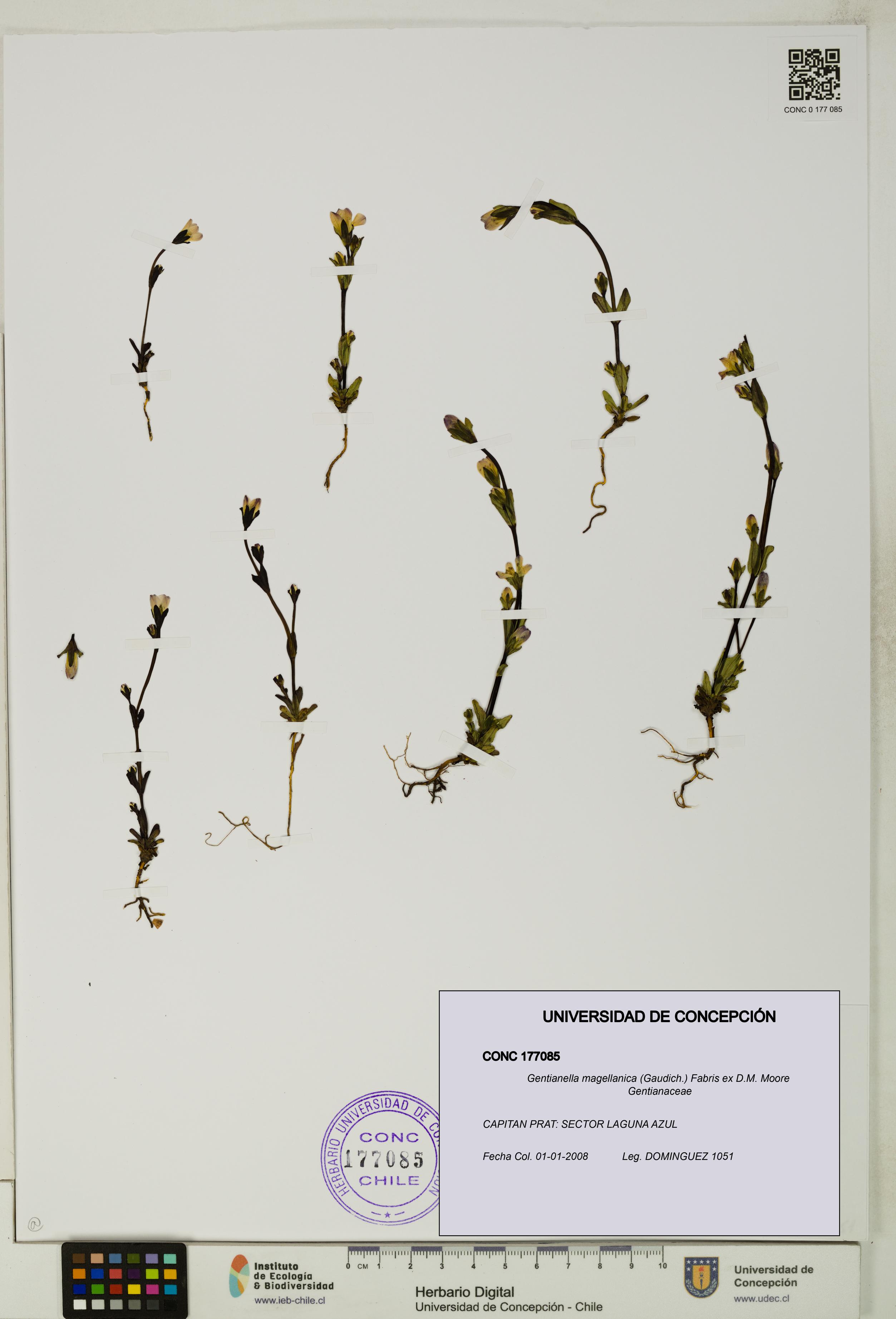 Gentianella magellanica [Espécimen: UDEC:CONC:0177085]