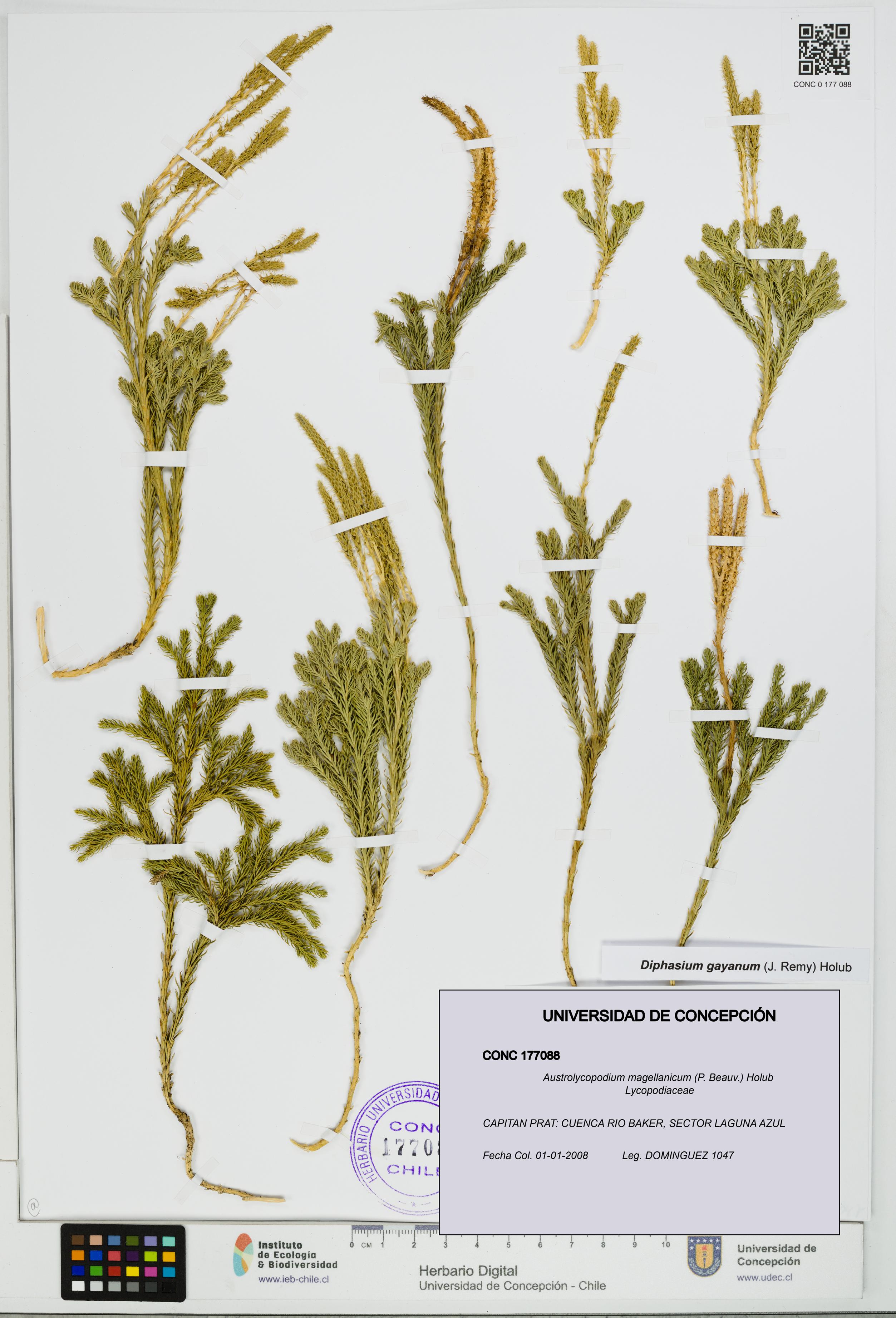 Austrolycopodium magellanicum [Espécimen: UDEC:CONC:0177088]