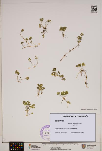 Azorella ranunculus [Espécimen: ]