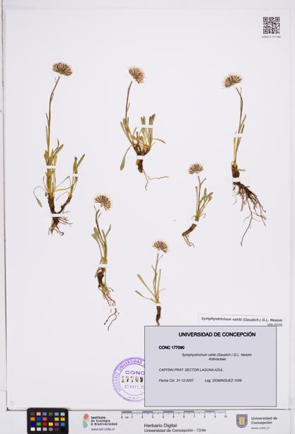 Symphyotrichum vahlii [Espécimen: ]