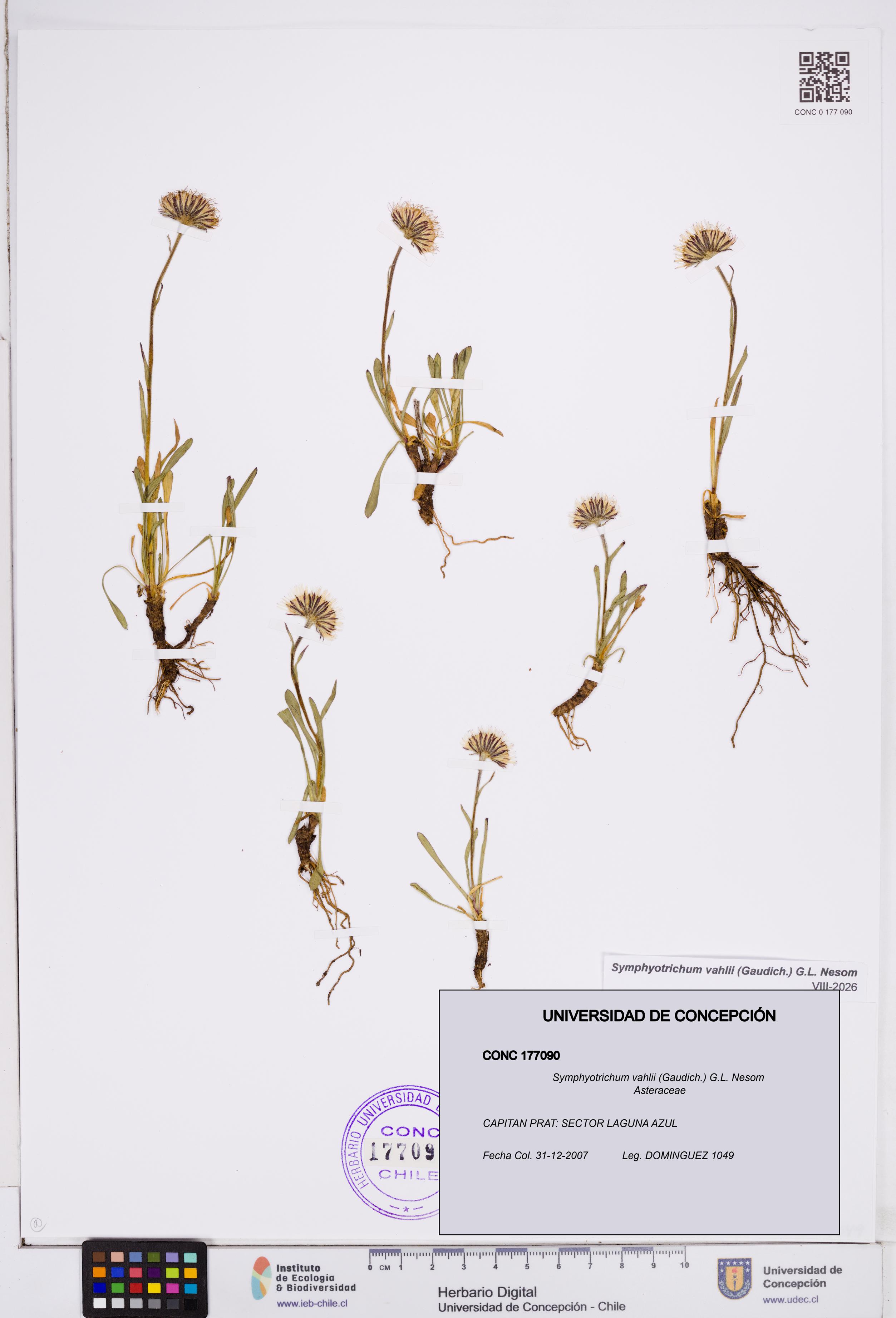 Symphyotrichum vahlii [Espécimen: ]