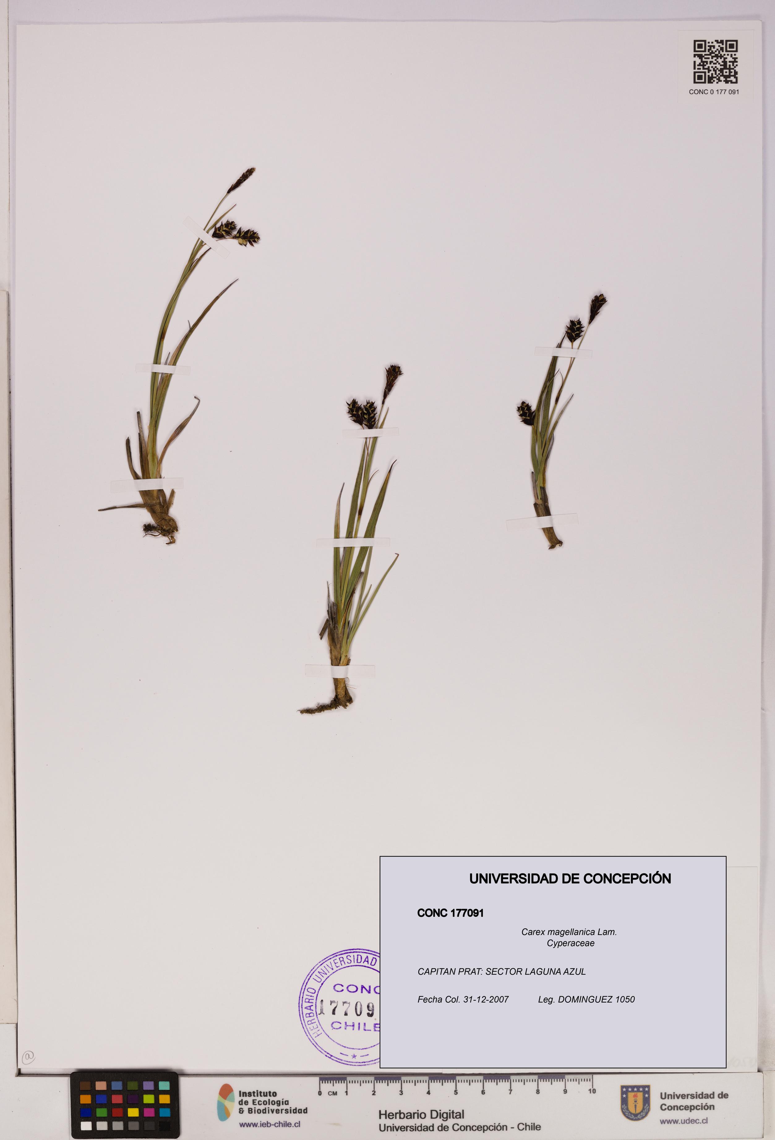 Carex magellanica [Espécimen: UDEC:CONC:0177091]