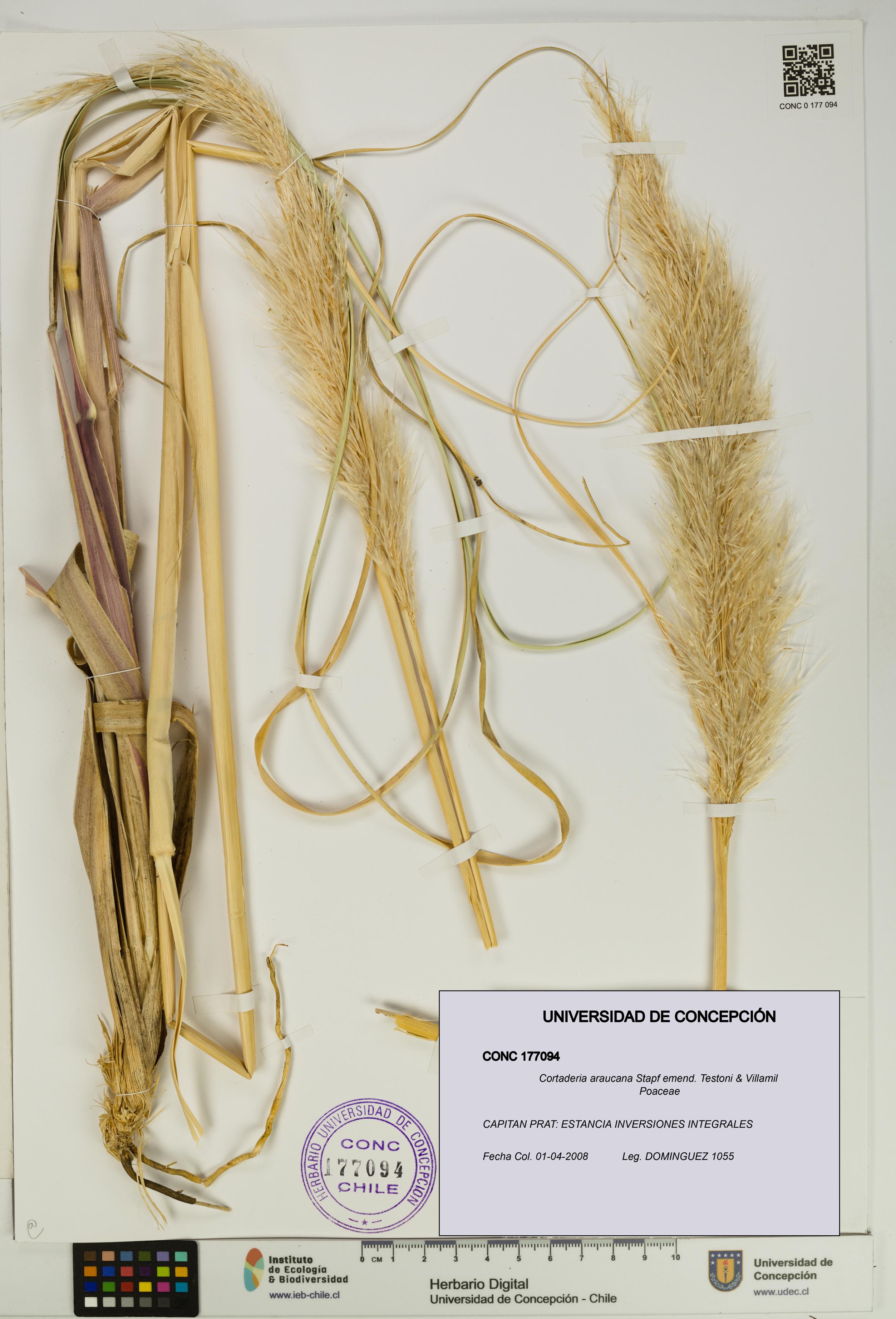 Cortaderia araucana [Espécimen: UDEC:CONC:0177094]