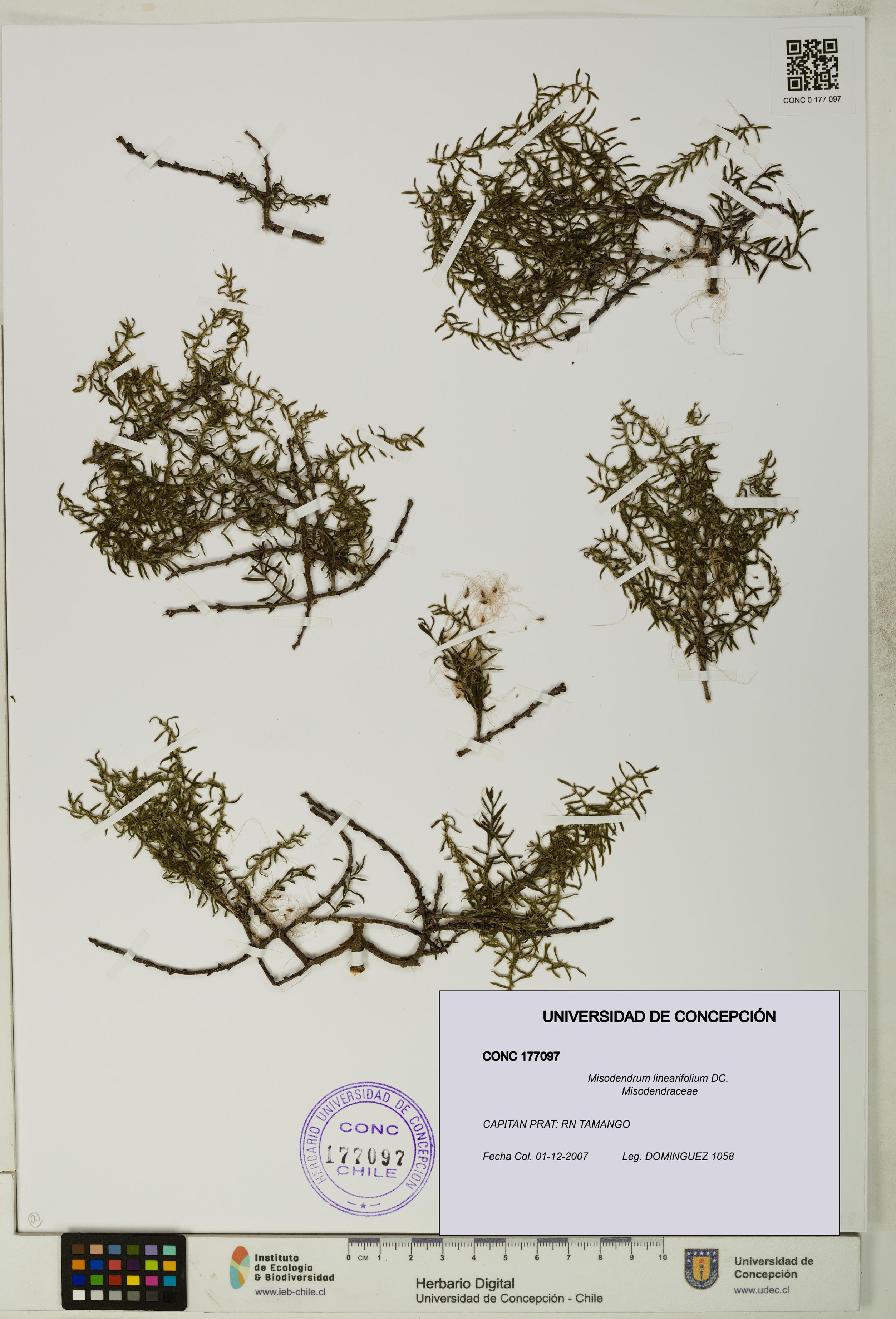 Misodendrum linearifolium [Espécimen: UDEC:CONC:0177097]