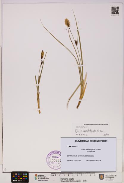 Carex aematorhyncha [Espécimen: UDEC:CONC:0177113]