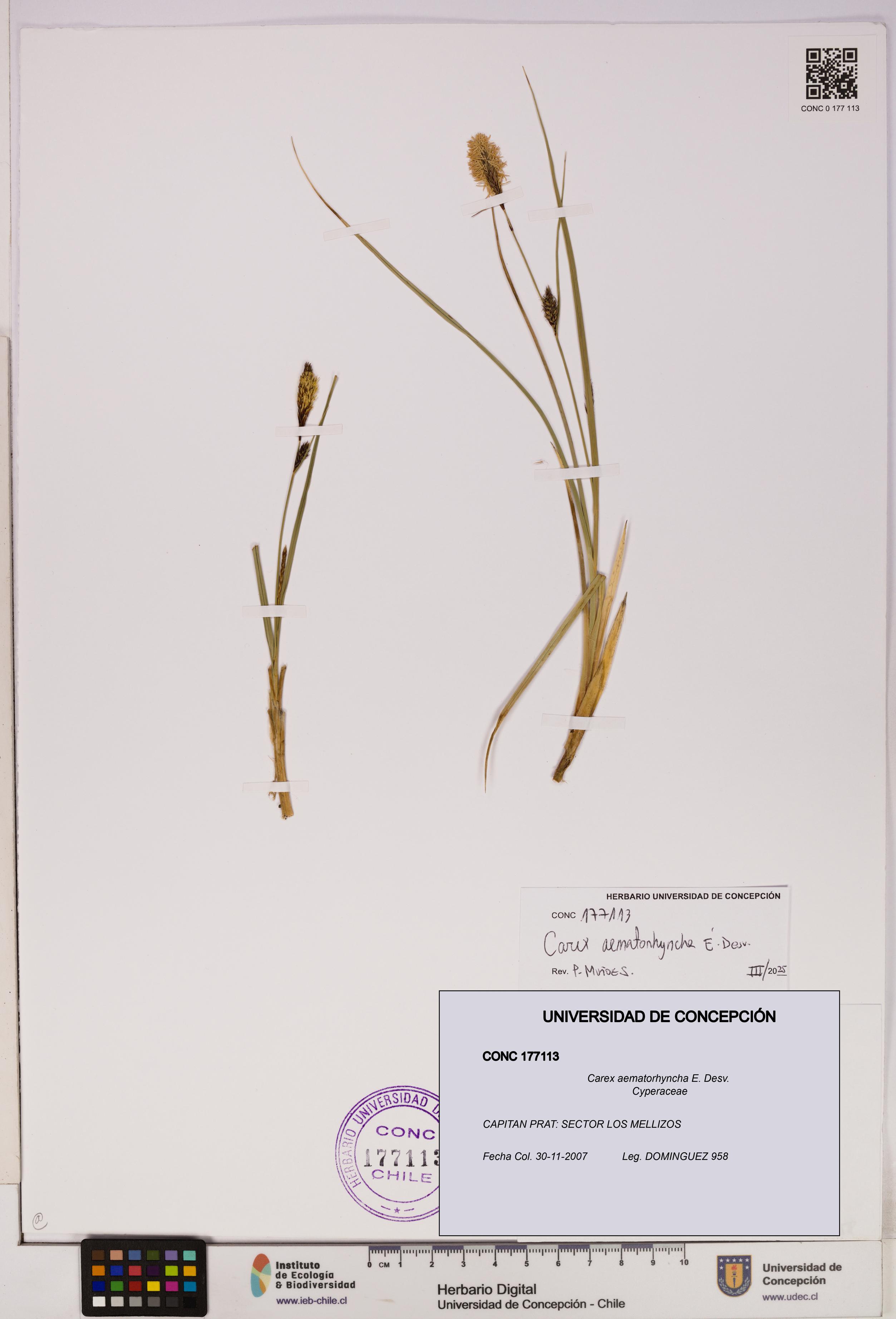 Carex aematorhyncha [Espécimen: UDEC:CONC:0177113]