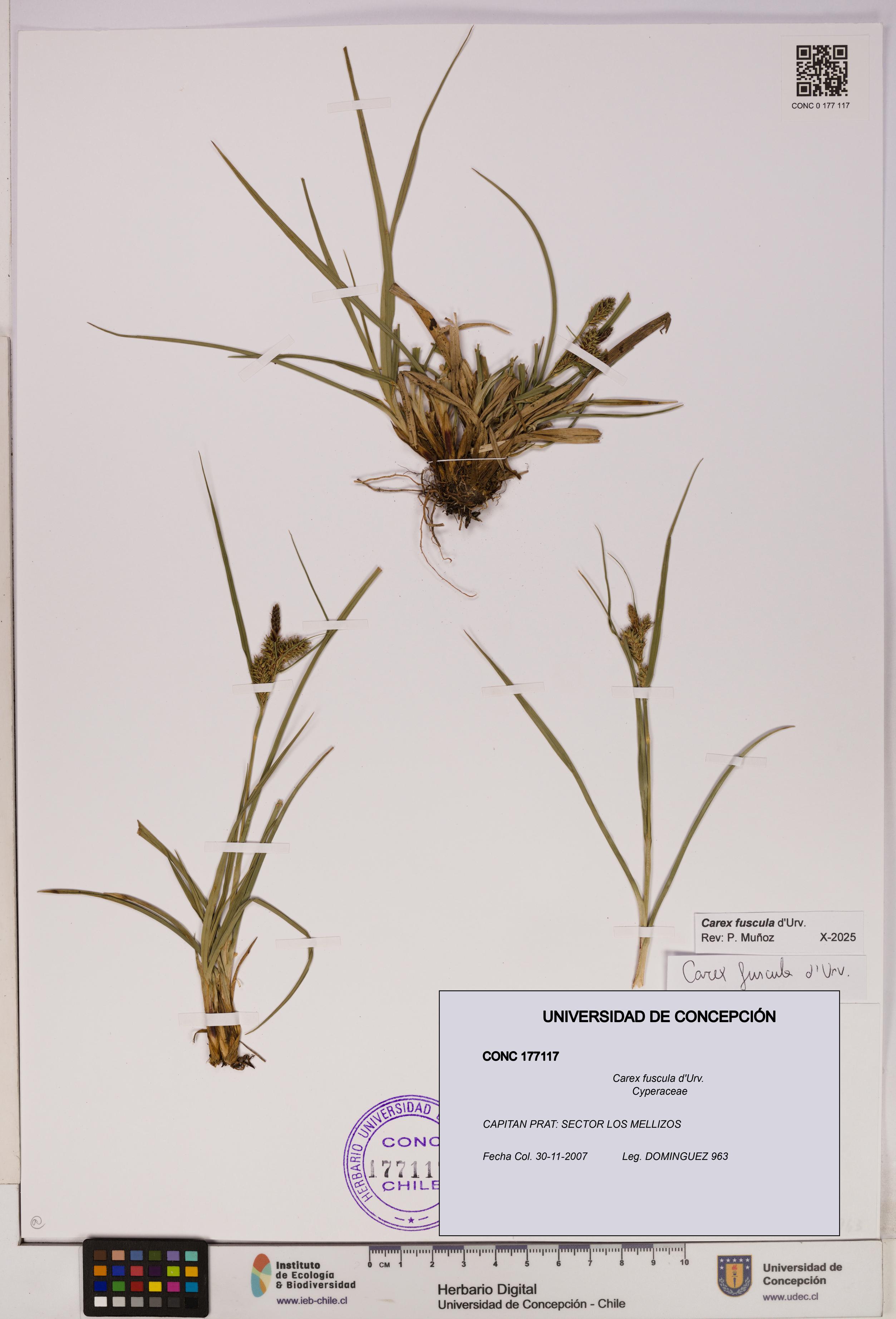 Carex fuscula [Espécimen: UDEC:CONC:0177117]