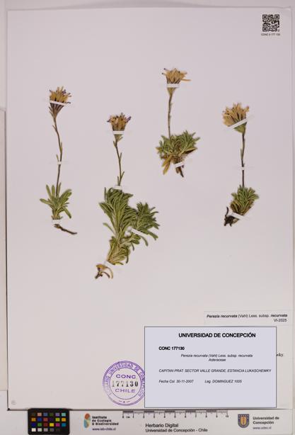 Perezia recurvata subsp. recurvata [Espécimen: UDEC:CONC:0177130]