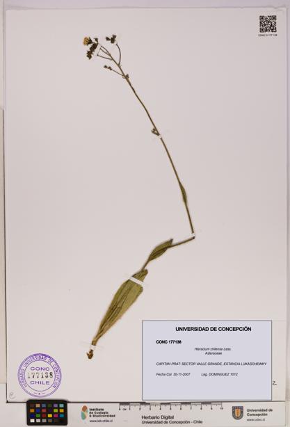 Hieracium chilense [Espécimen: UDEC:CONC:0177138]