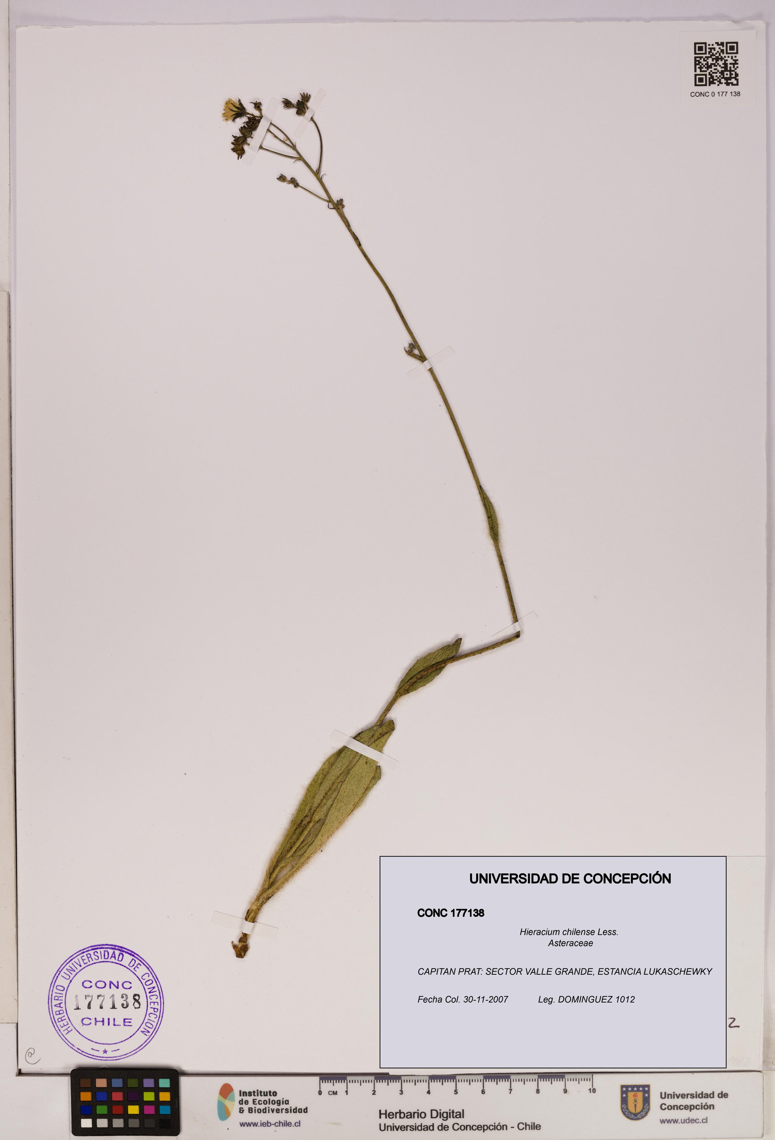 Hieracium chilense [Espécimen: UDEC:CONC:0177138]