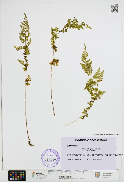 Cystopteris apiiformis [Espécimen: UDEC:CONC:0177140]