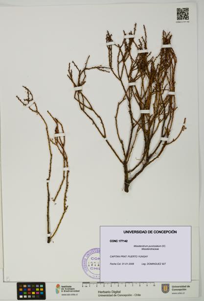 Misodendrum punctulatum [Espécimen: UDEC:CONC:0177142]