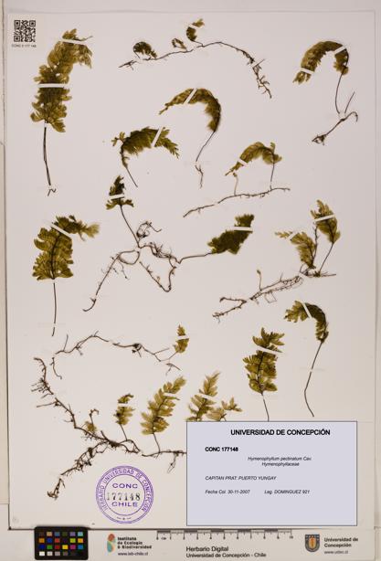 Hymenophyllum pectinatum [Espécimen: ]