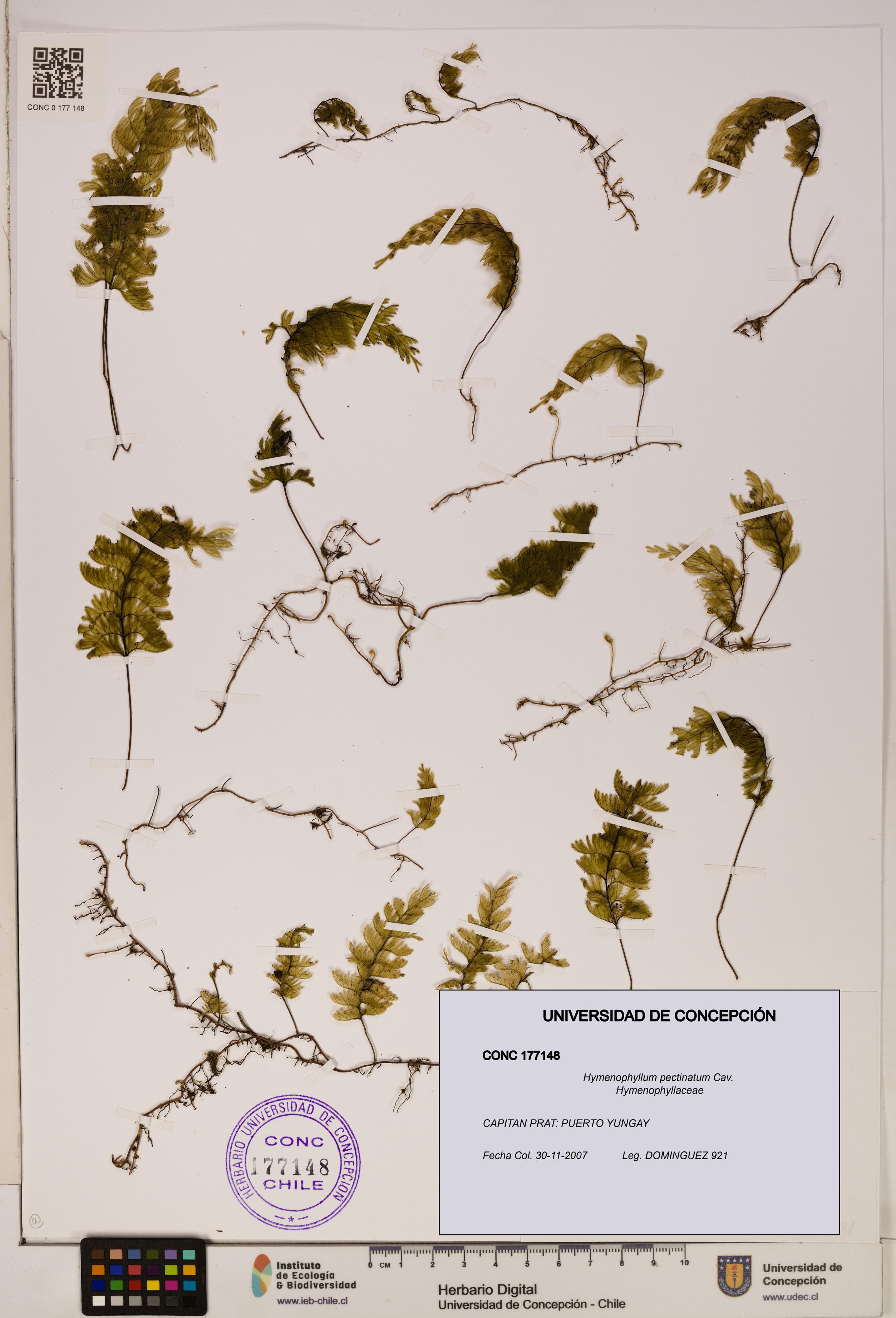 Hymenophyllum pectinatum [Espécimen: ]
