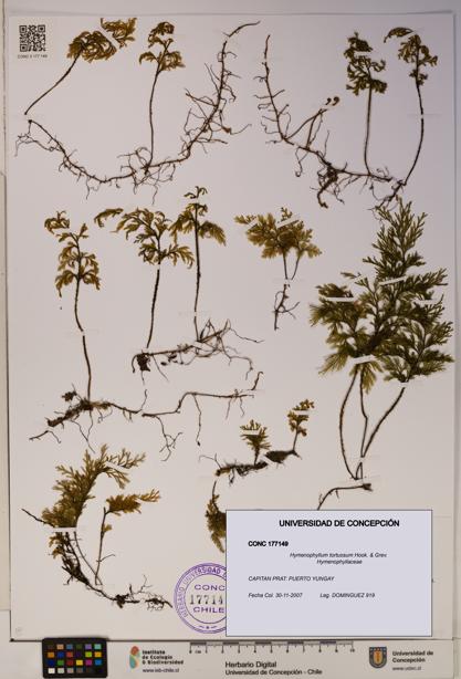Hymenophyllum tortuosum [Espécimen: ]