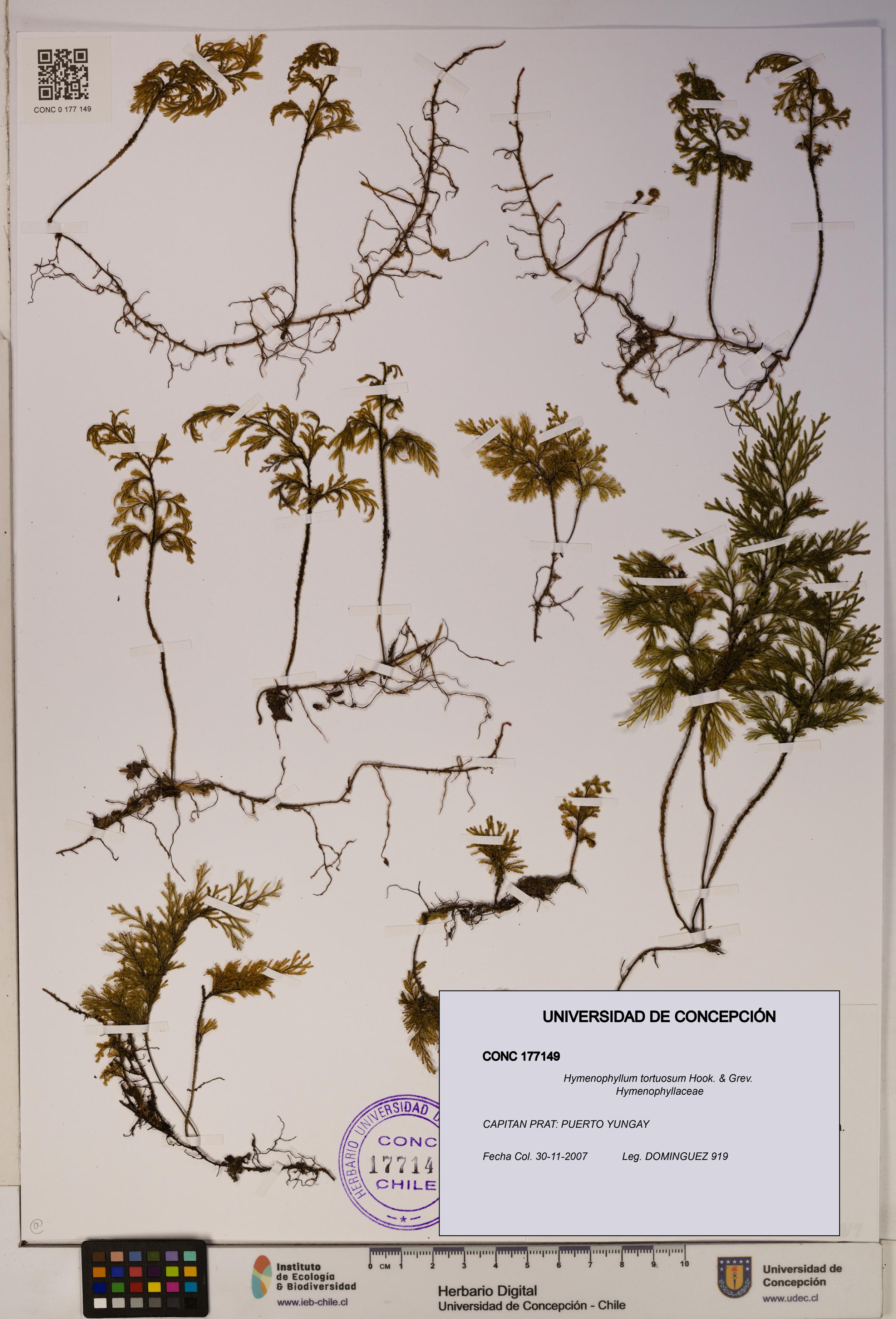 Hymenophyllum tortuosum [Espécimen: ]