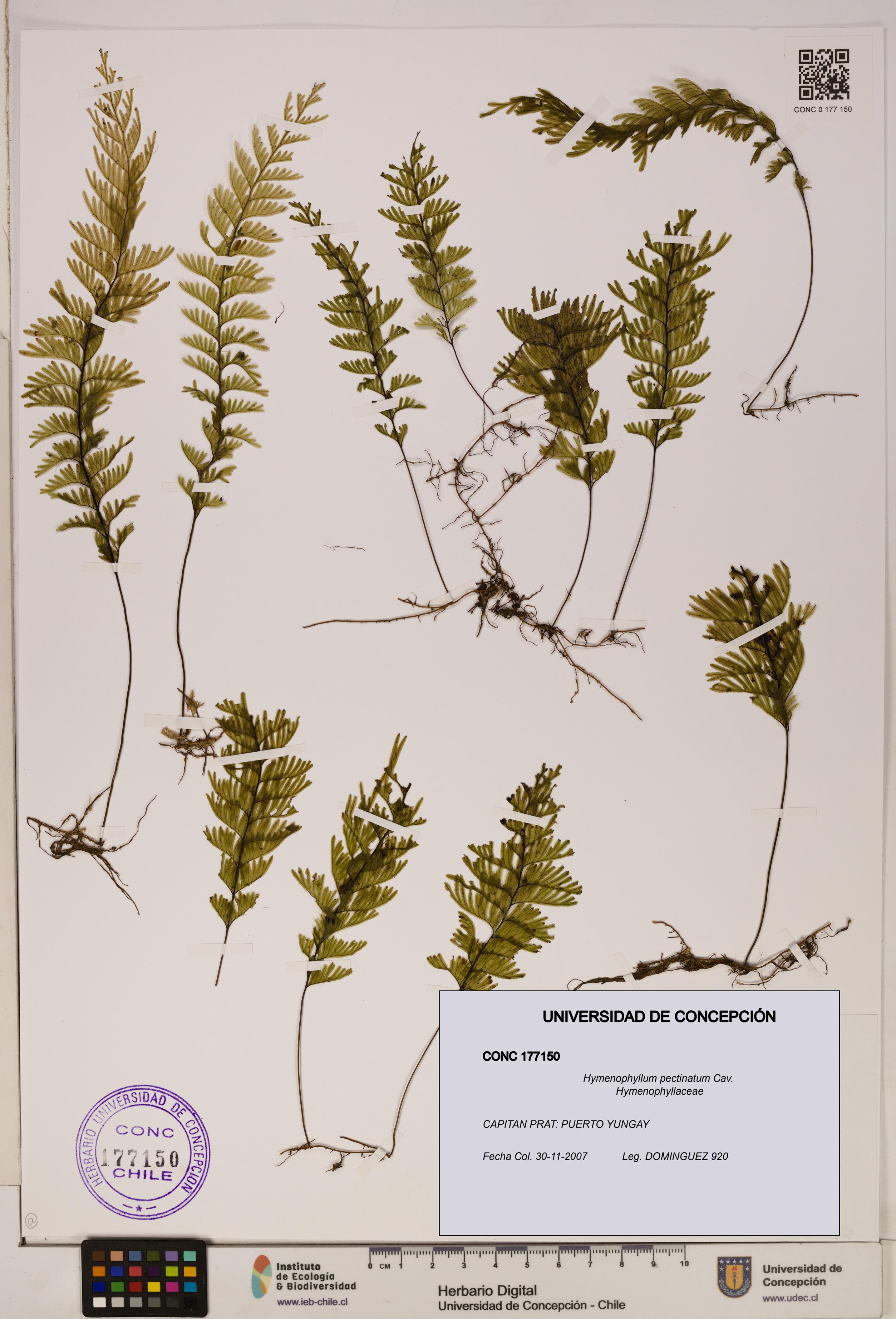 Hymenophyllum pectinatum [Espécimen: ]
