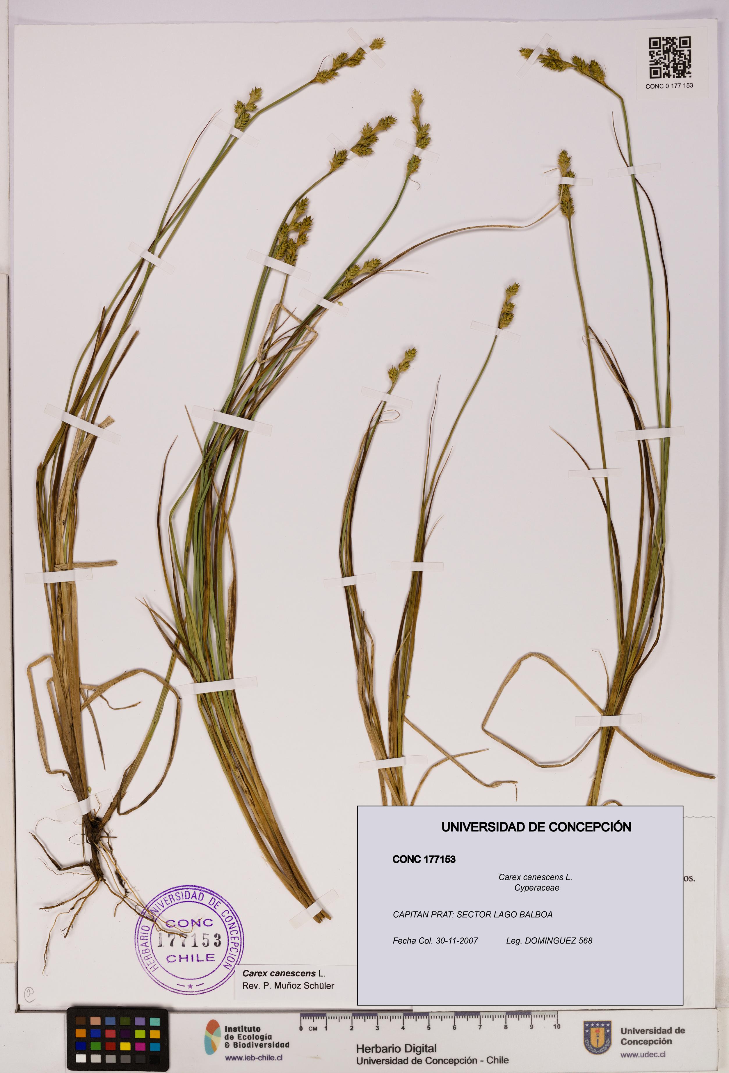 Carex canescens [Espécimen: UDEC:CONC:0177153]