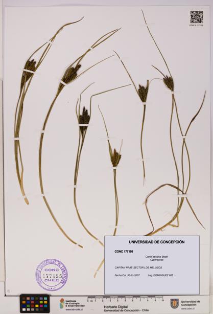 Carex decidua [Espécimen: UDEC:CONC:0177155]