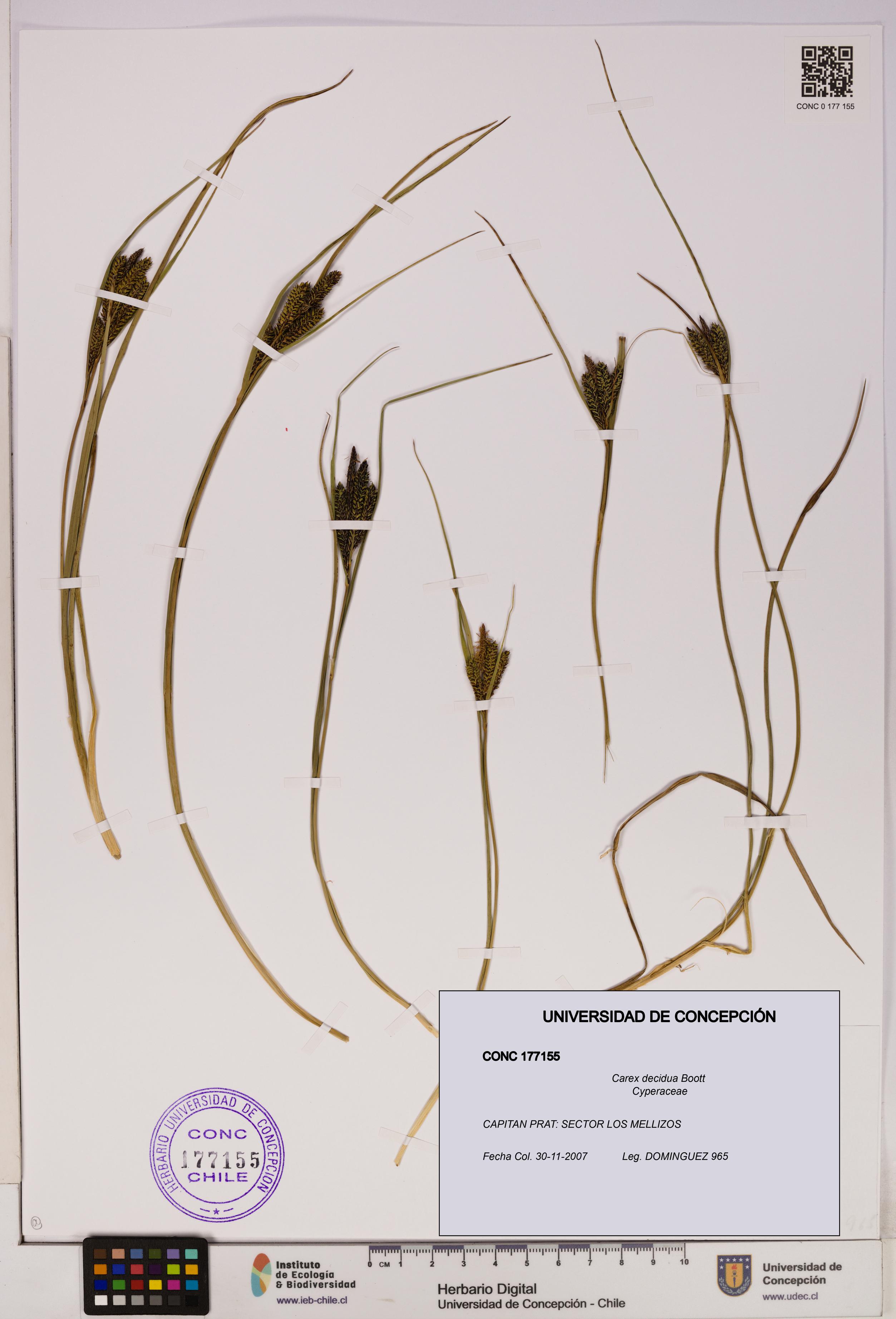 Carex decidua [Espécimen: UDEC:CONC:0177155]