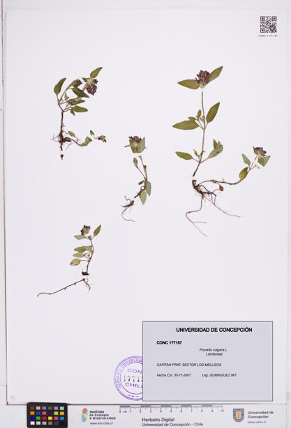 Prunella vulgaris [Espécimen: ]