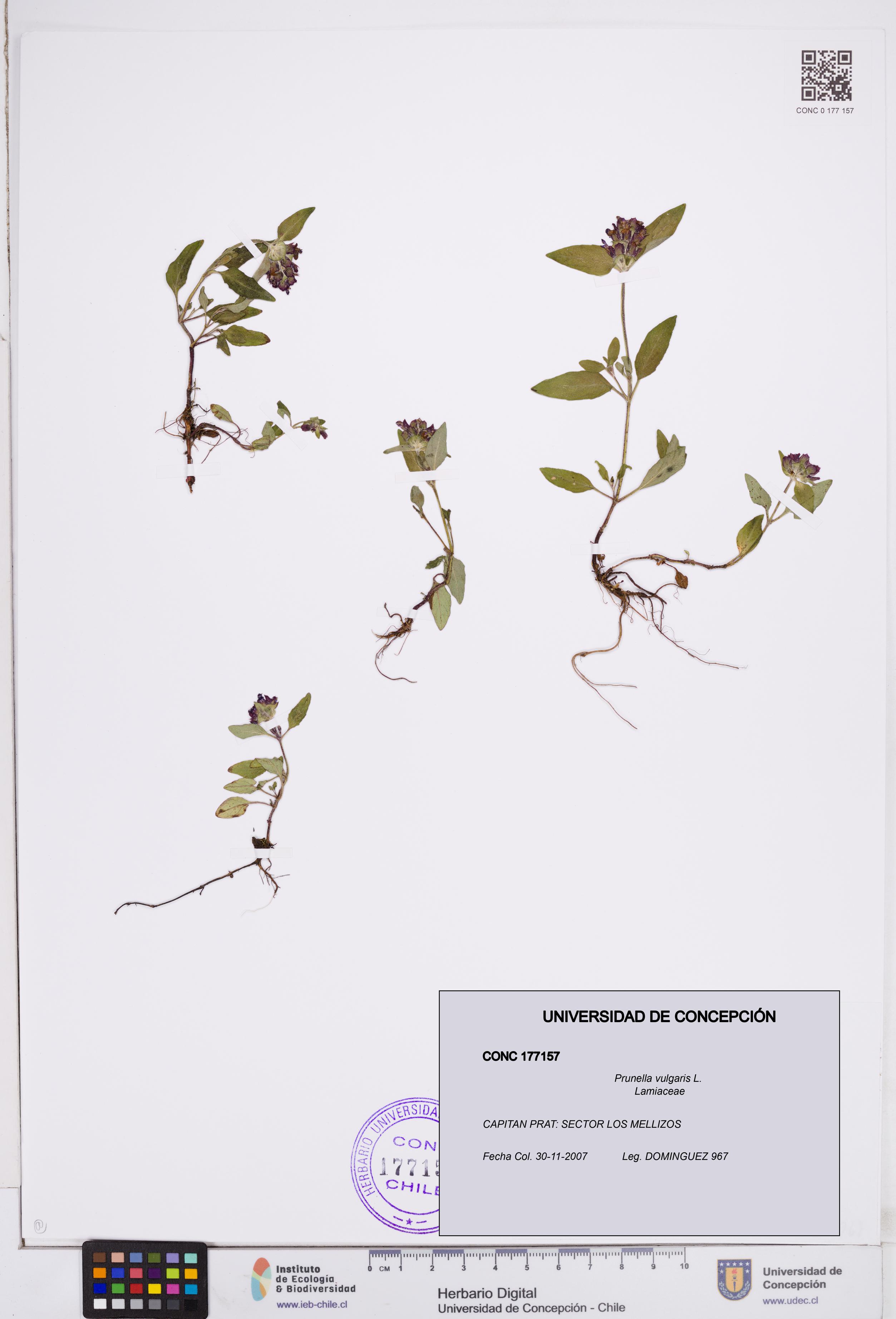 Prunella vulgaris [Espécimen: ]
