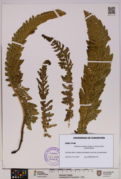 Polystichum plicatum [Espécimen: UDEC:CONC:0177165]