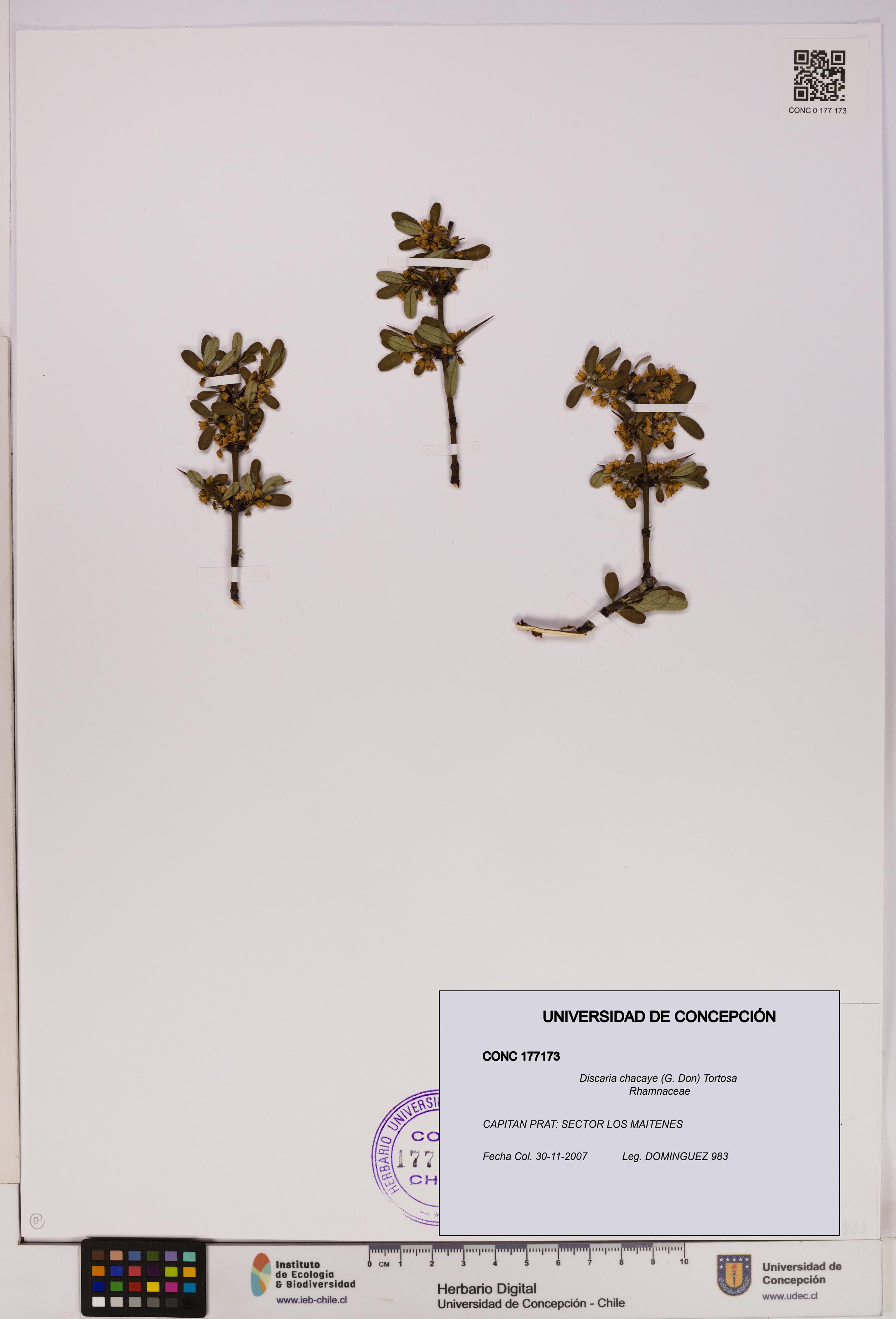 Discaria chacaye [Espécimen: UDEC:CONC:0177173]