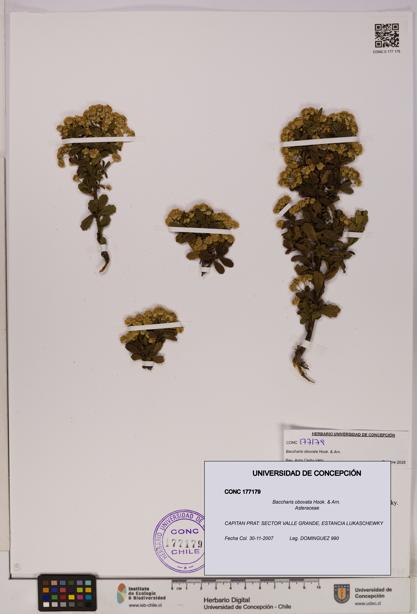 Baccharis obovata [Espécimen: UDEC:CONC:0177179]
