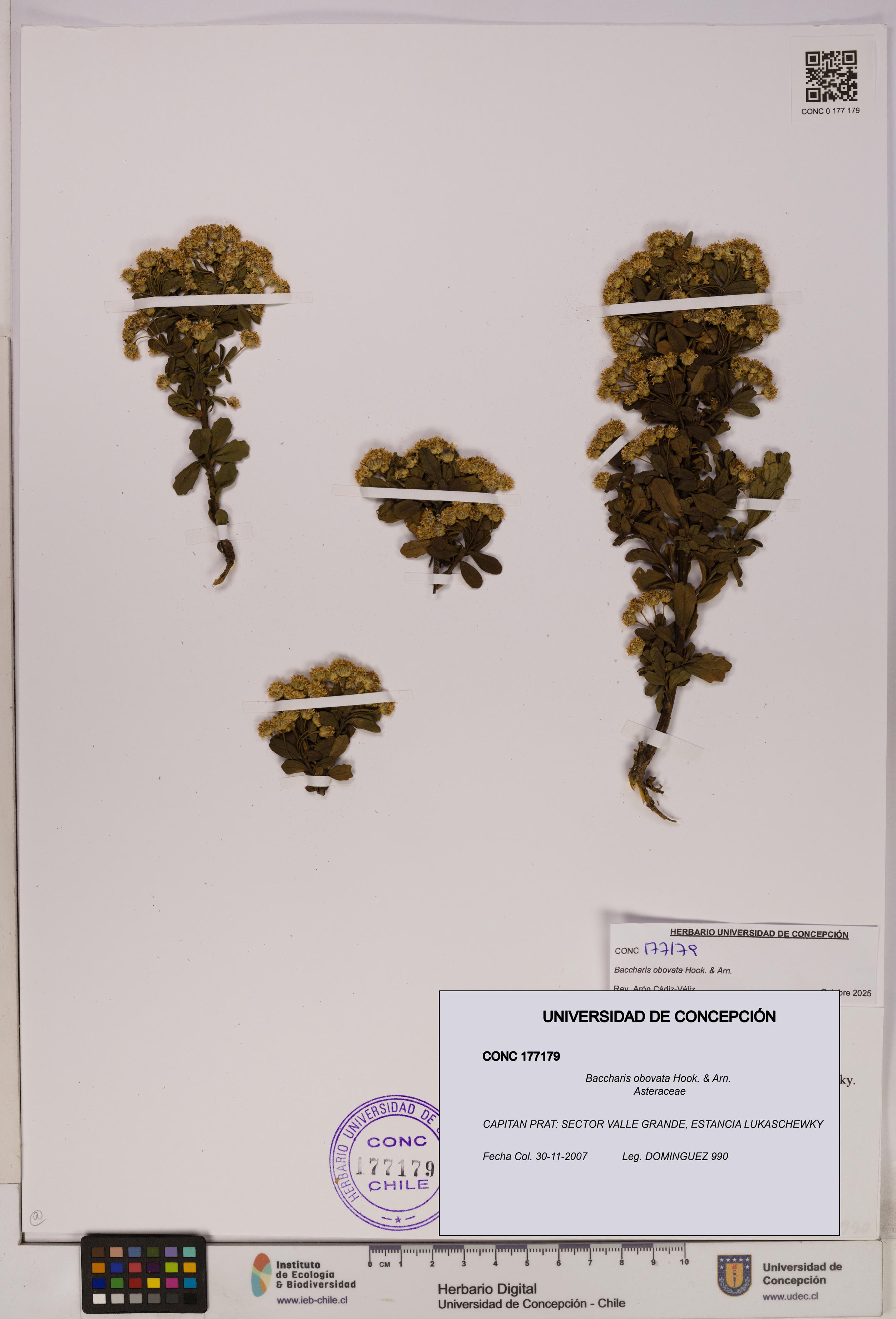 Baccharis obovata [Espécimen: UDEC:CONC:0177179]