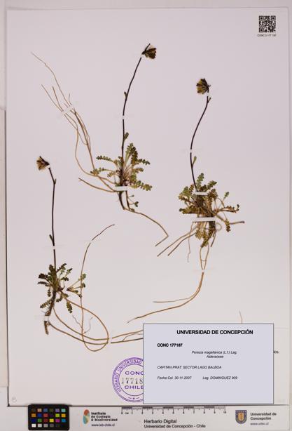 Perezia magellanica [Espécimen: UDEC:CONC:0177187]