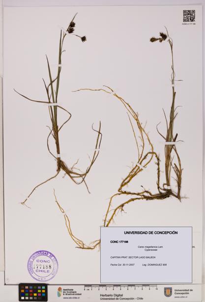Carex magellanica [Espécimen: UDEC:CONC:0177188]