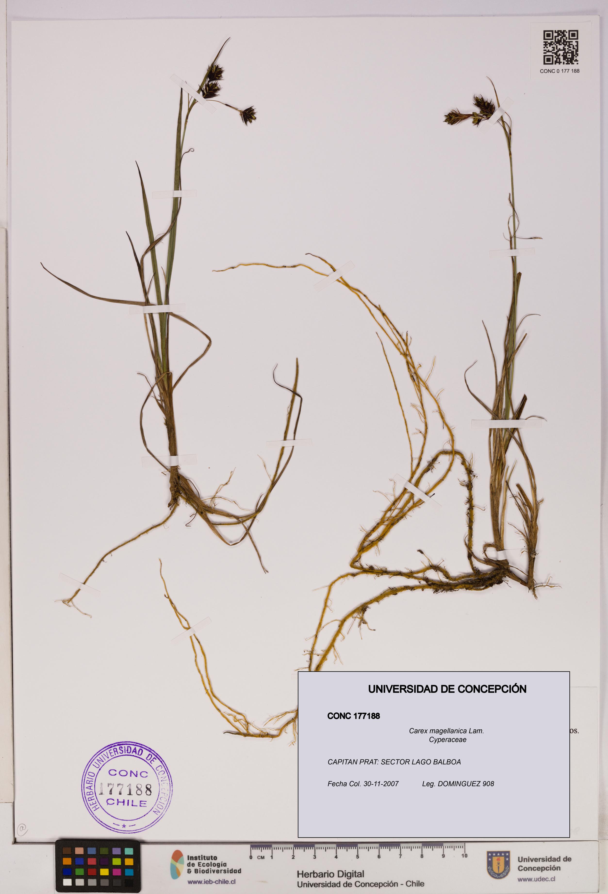 Carex magellanica [Espécimen: UDEC:CONC:0177188]