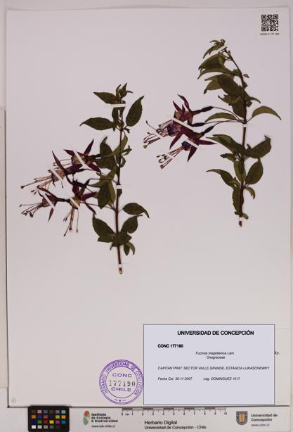 Fuchsia magellanica [Espécimen: UDEC:CONC:0177190]