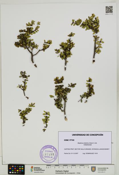 Maytenus disticha [Espécimen: UDEC:CONC:0177191]