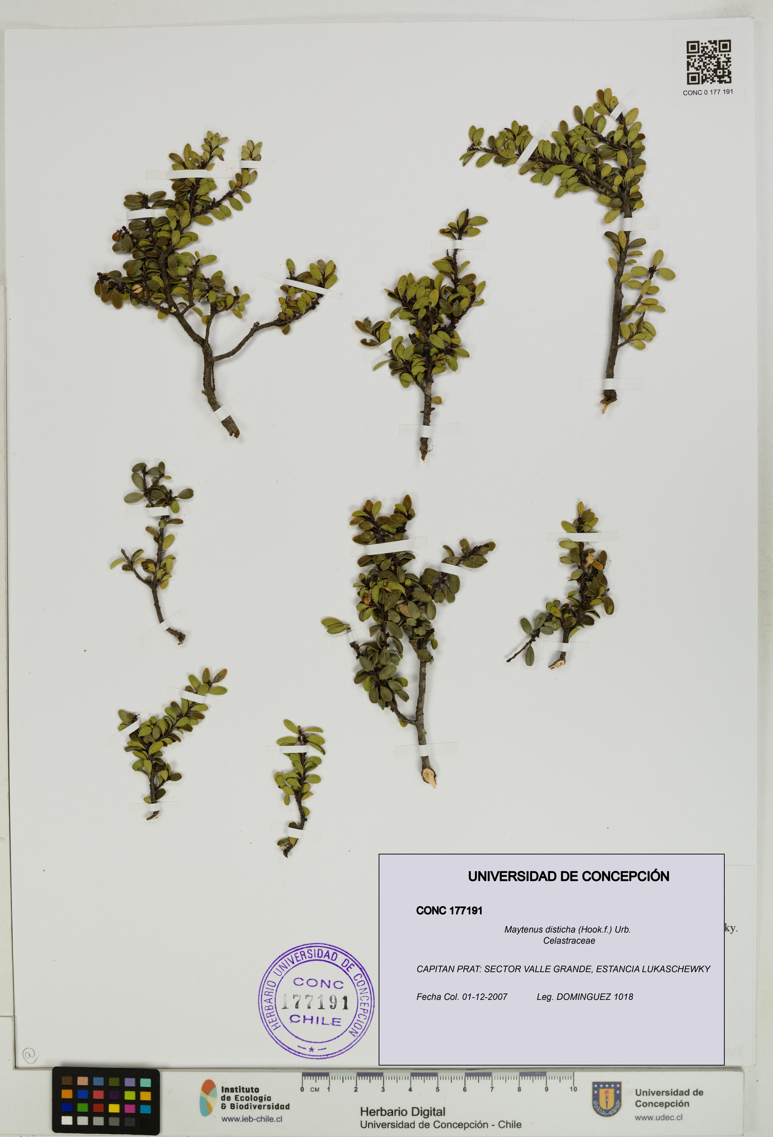 Maytenus disticha [Espécimen: UDEC:CONC:0177191]