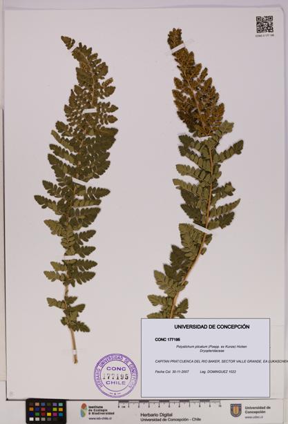 Polystichum plicatum [Espécimen: UDEC:CONC:0177195]