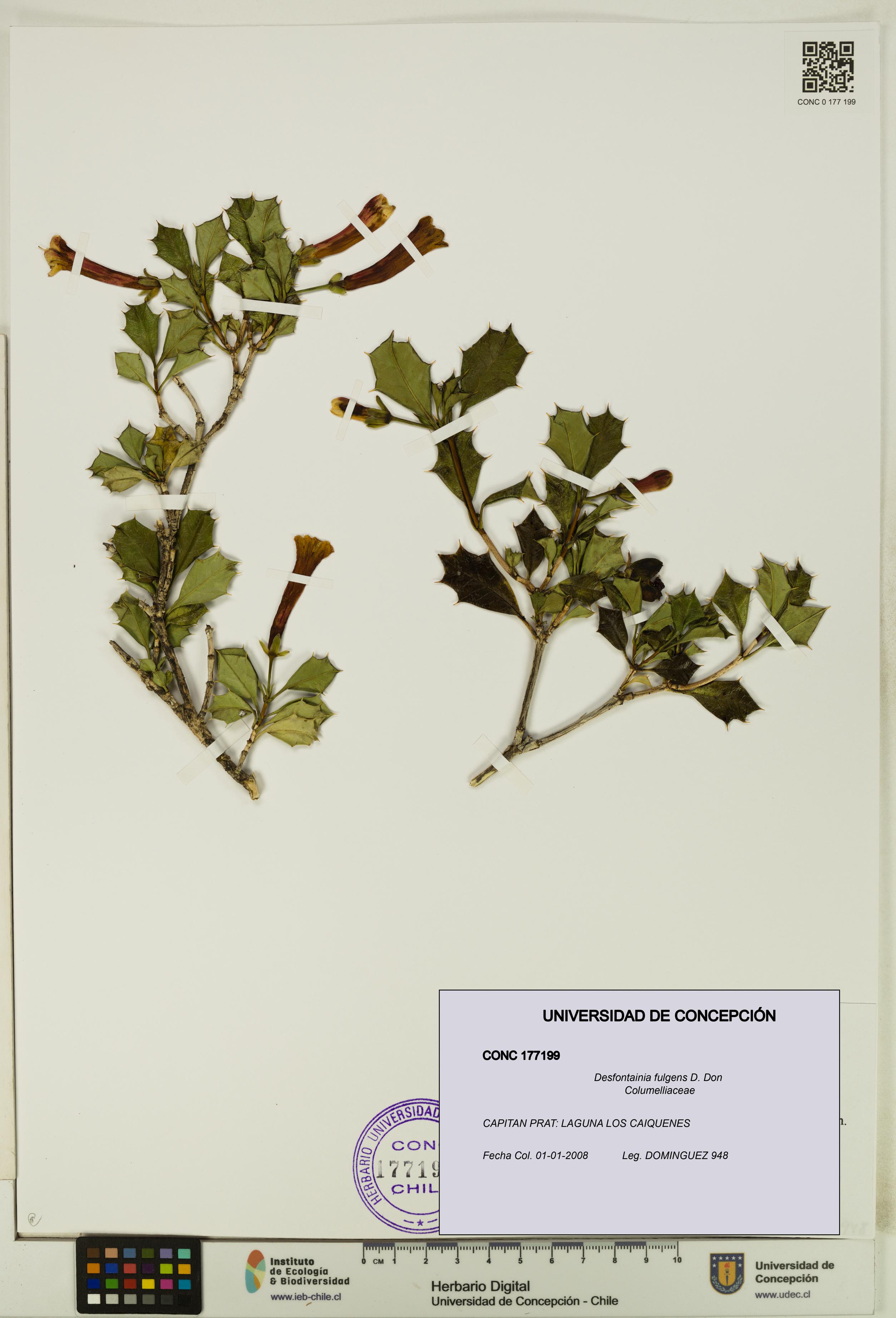 Desfontainia fulgens [Espécimen: UDEC:CONC:0177199]