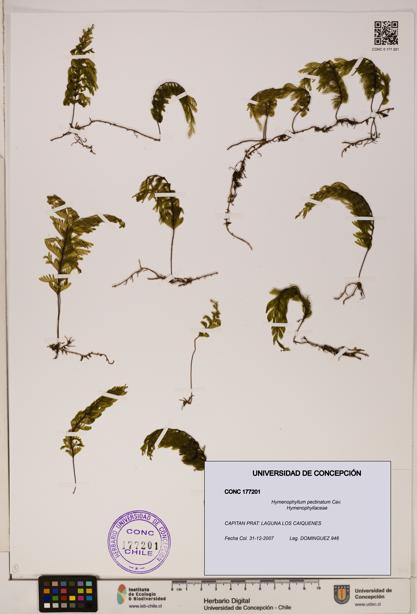 Hymenophyllum pectinatum [Espécimen: ]