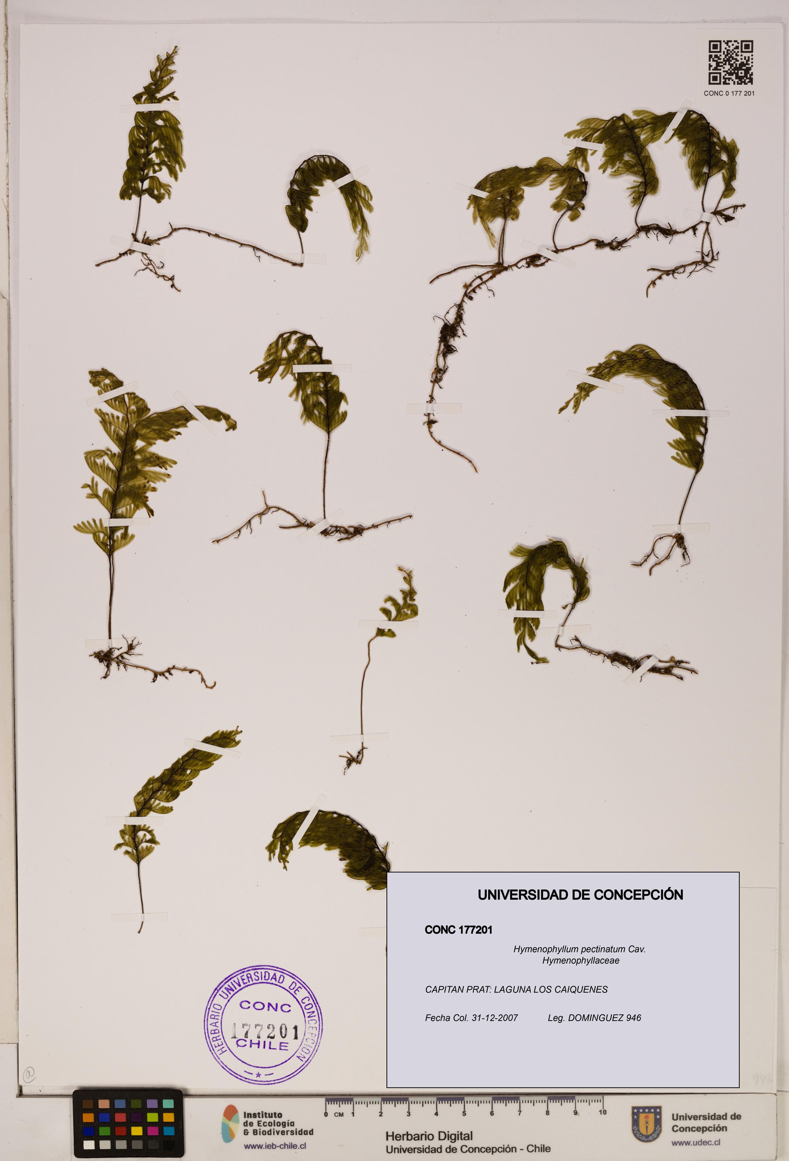 Hymenophyllum pectinatum [Espécimen: ]